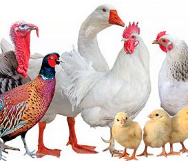Veterinary preparations of poultry farming
