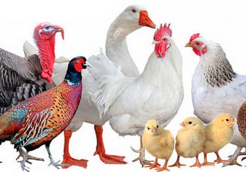Ветеринарные препараты птицеводства